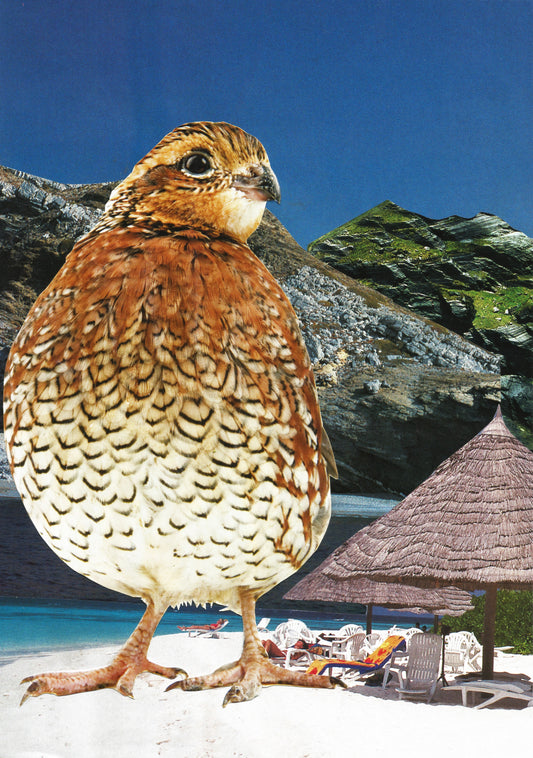 Pouli (Bird)
